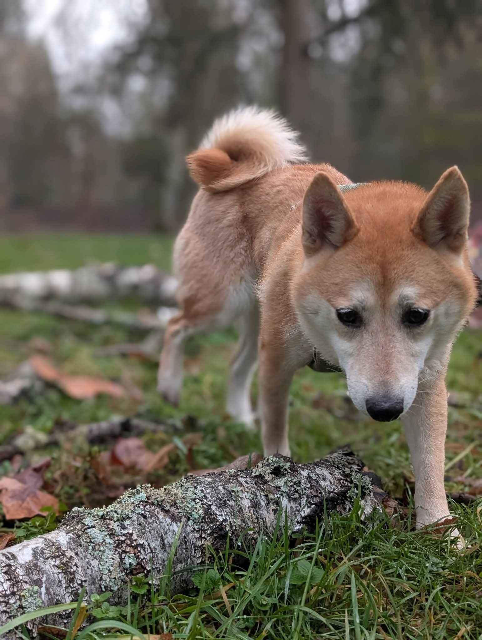Koda 1