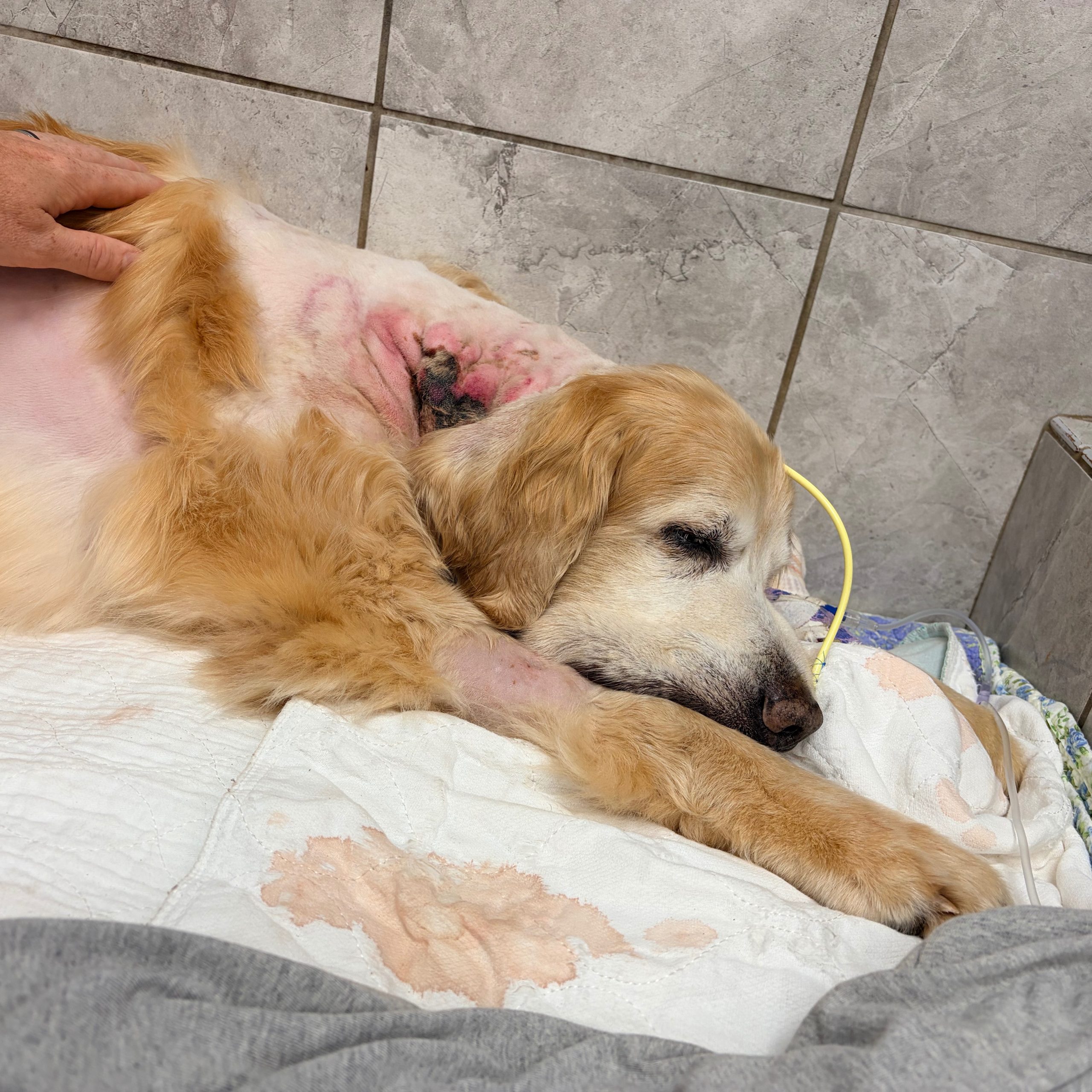 He Survived the Attack. Now He’s Fighting for His Life.